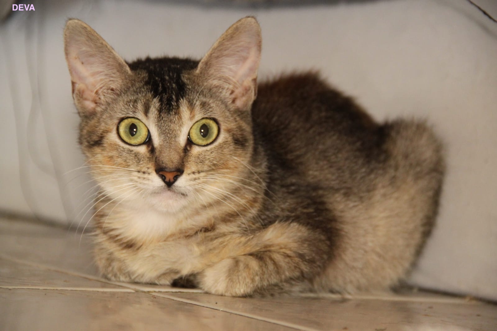 DEVA, Chaton femelle Croisé NON-LOF
