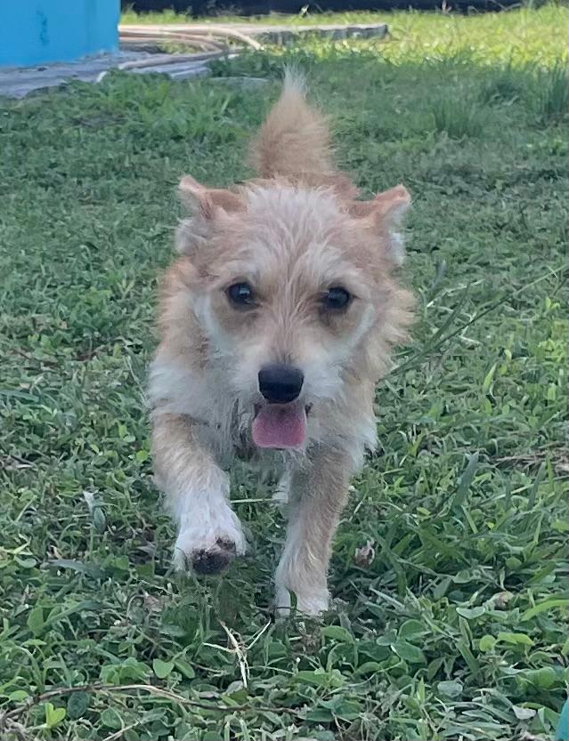 MIELLE, Femelle Croisée Chihuahua NON-LOF