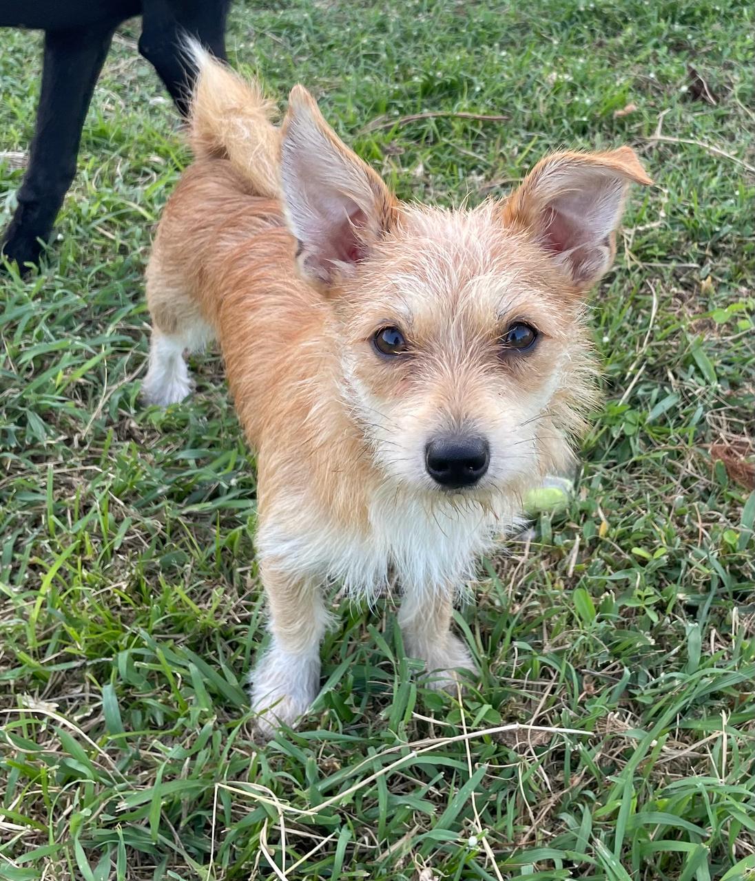 MIELLE, Femelle Croisée Chihuahua NON-LOF