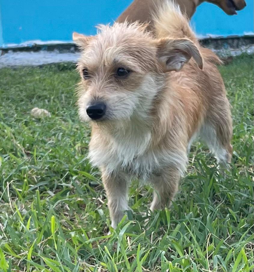 MIELLE, Femelle Croisée Chihuahua NON-LOF