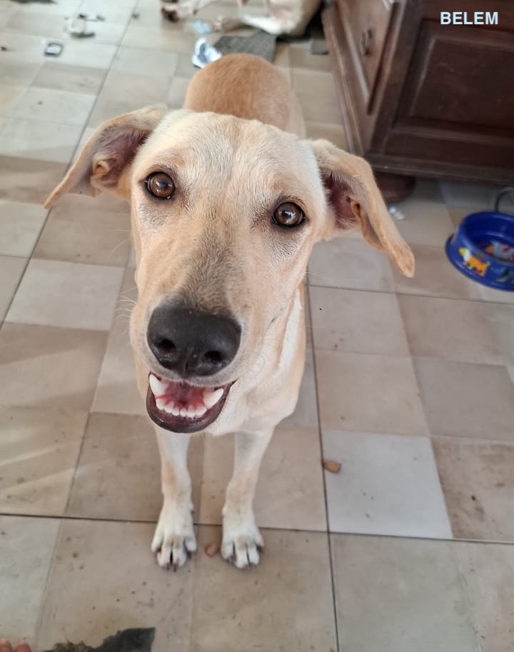 BELEM, chiot Mâle Croisé Labrador NON-LOF