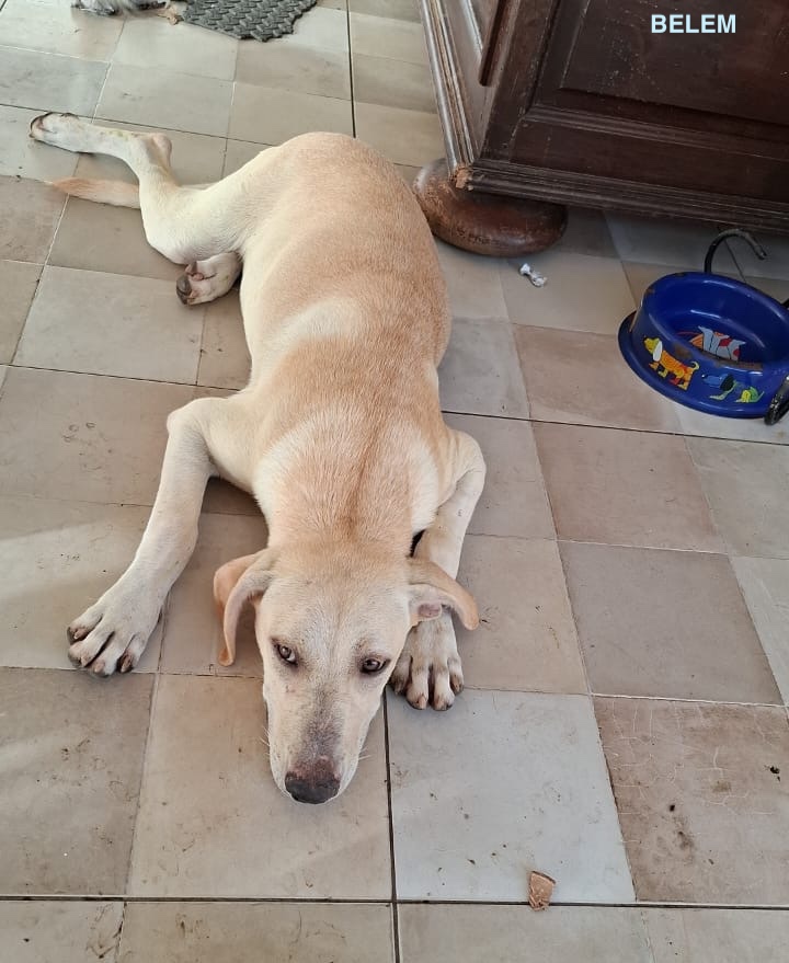 BELEM, chiot Mâle Croisé Labrador NON-LOF