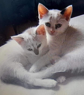 Zazou (chaton male de 2 mois)