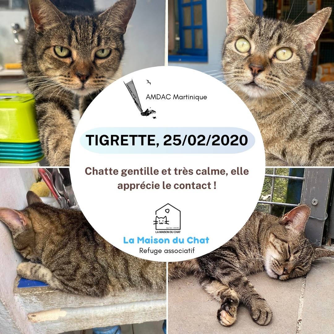 Tigrette