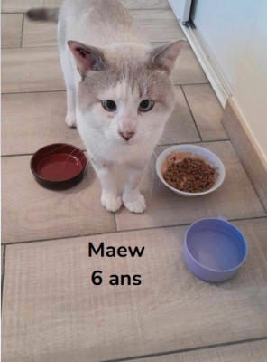 Maew