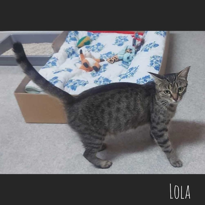 Lola