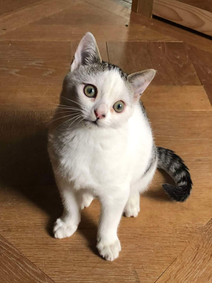 Helios