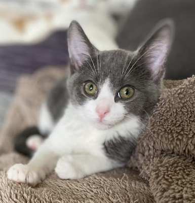 Zélie