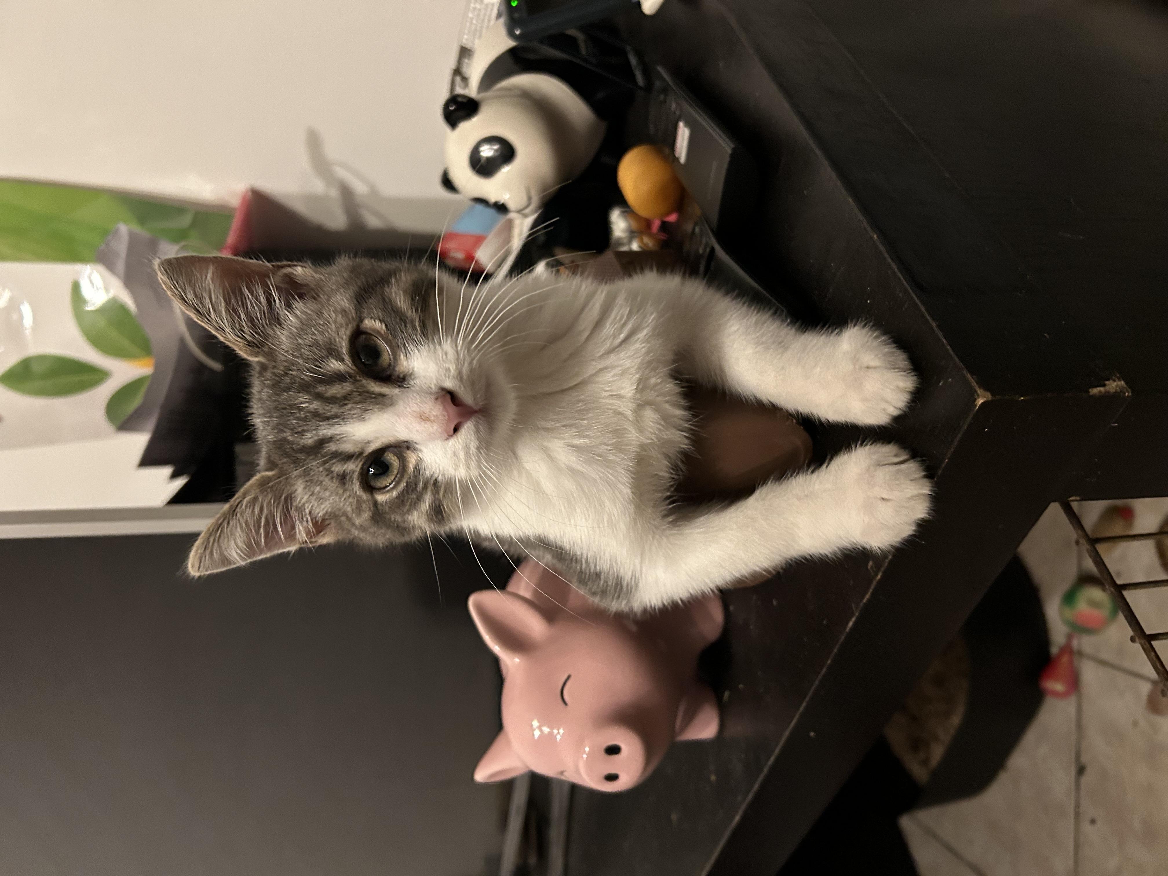 Zoroo