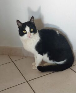 RAMSES