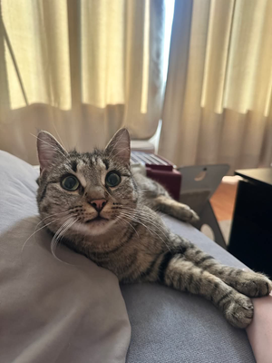 Zelda