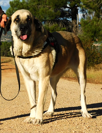 LILOU, la force tranquille, 40kg d'amour et d'affection