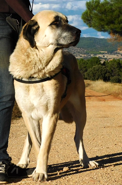 LILOU, la force tranquille, 40kg d'amour et d'affection
