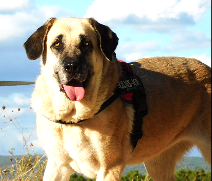 LILOU, la force tranquille, 40kg d'amour et d'affection