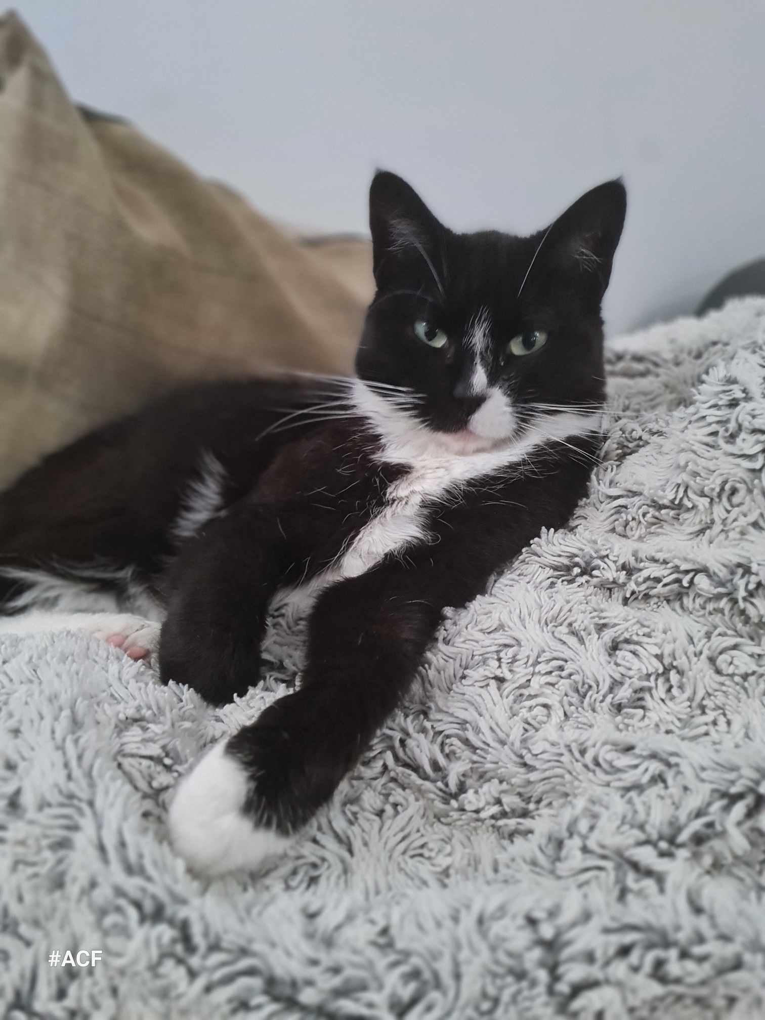 Miss Teigne (Réservée)