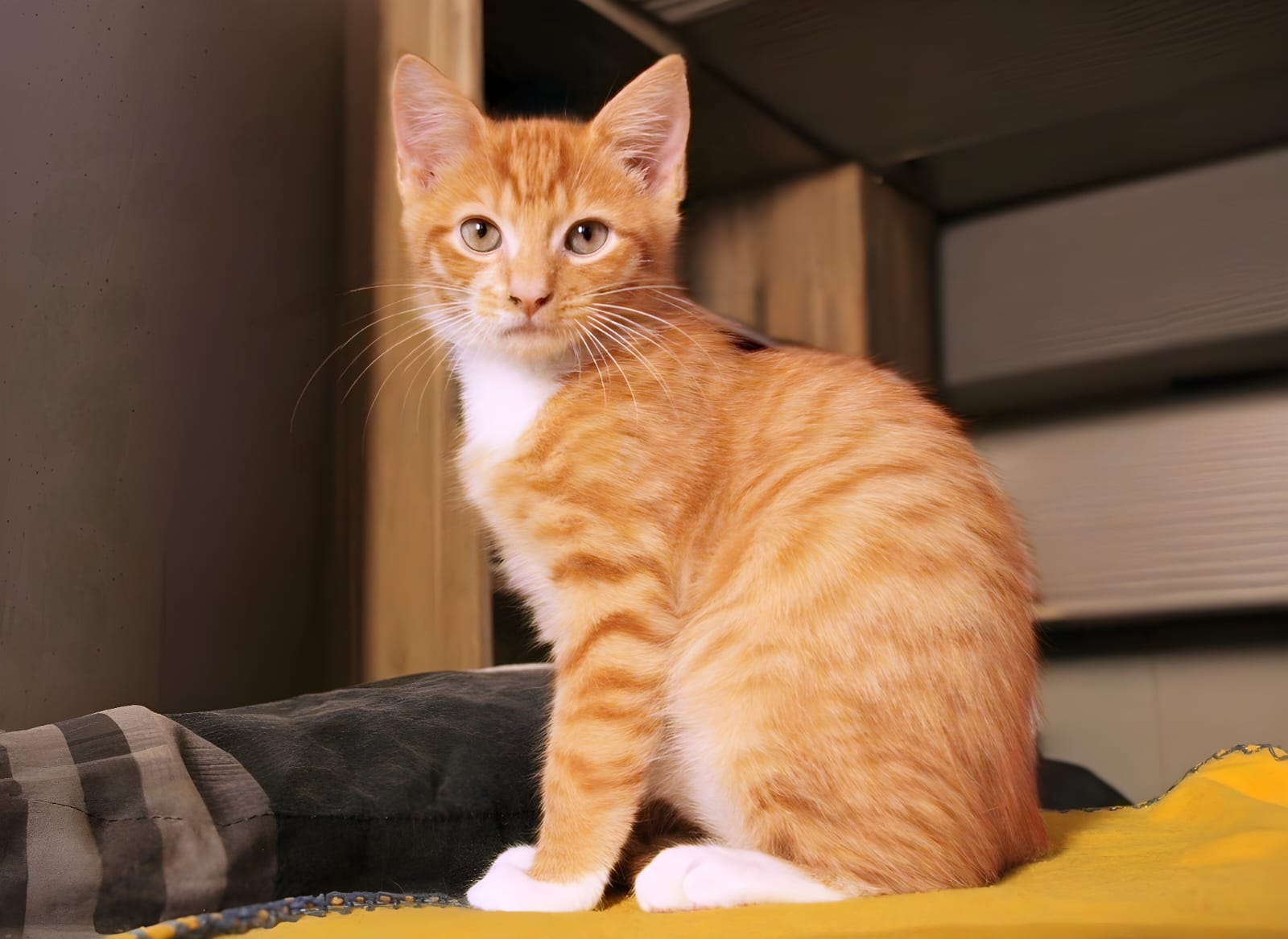 🐈OMALEY 🐈