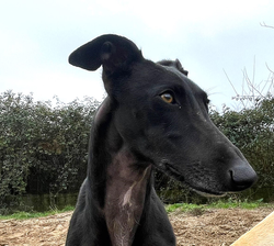 BERTA, une Galga très gentille qui ne sera plus un outil