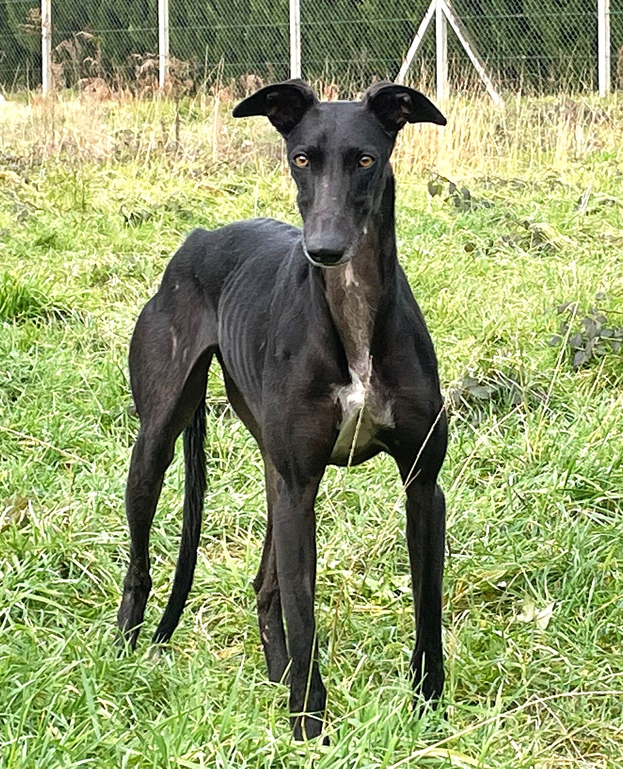 BERTA, une Galga très gentille qui ne sera plus un outil