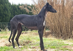BERTA, une Galga très gentille qui ne sera plus un outil