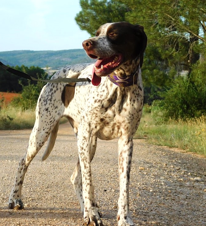 AZOR, Magnifique croisé Braque/Pointer, gentil et doux