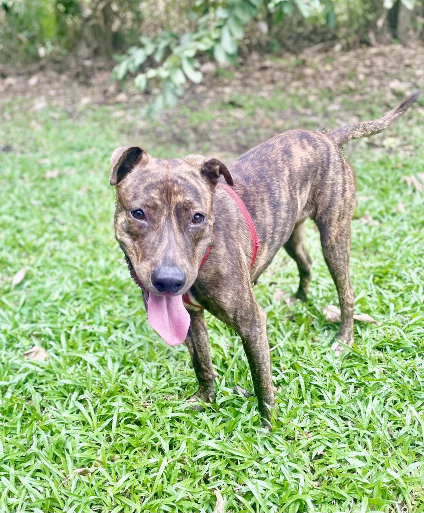 Bagherra, chien femelle Croisée Créole NON-LOF