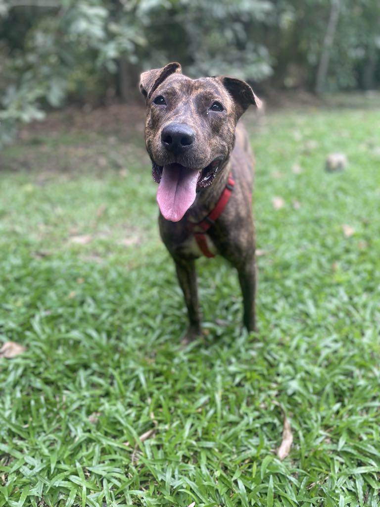 Bagherra, chien femelle Croisée Créole NON-LOF
