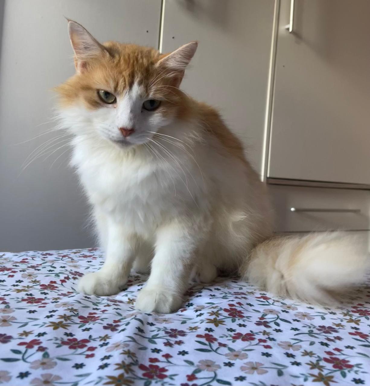 BIBI