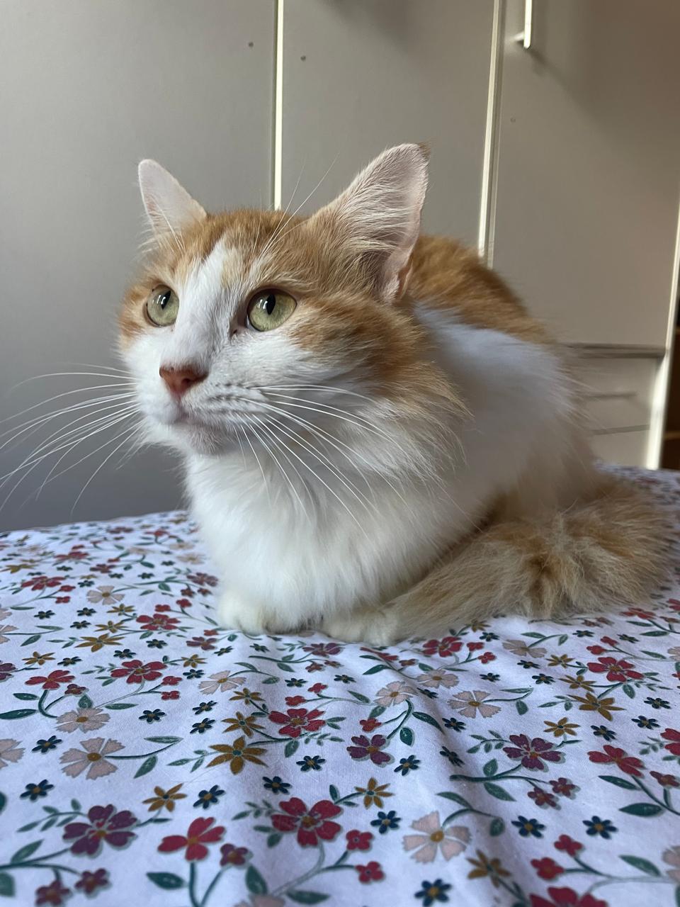 BIBI