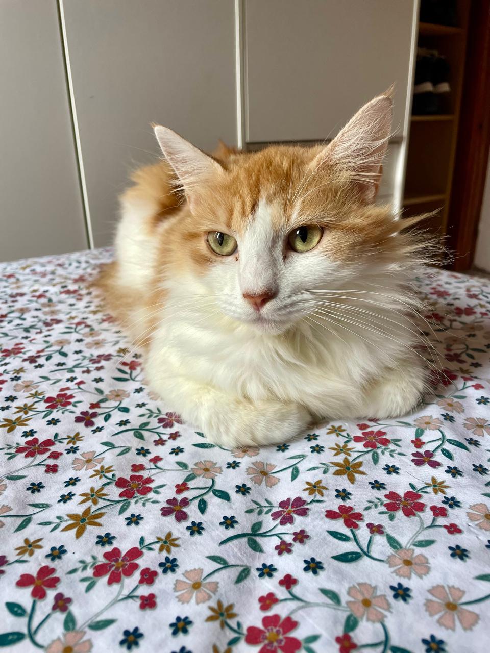 BIBI