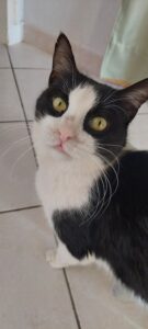 RAMSES