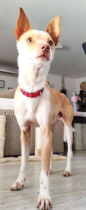 TOOL, un mini Podenco doté d'un grand courage