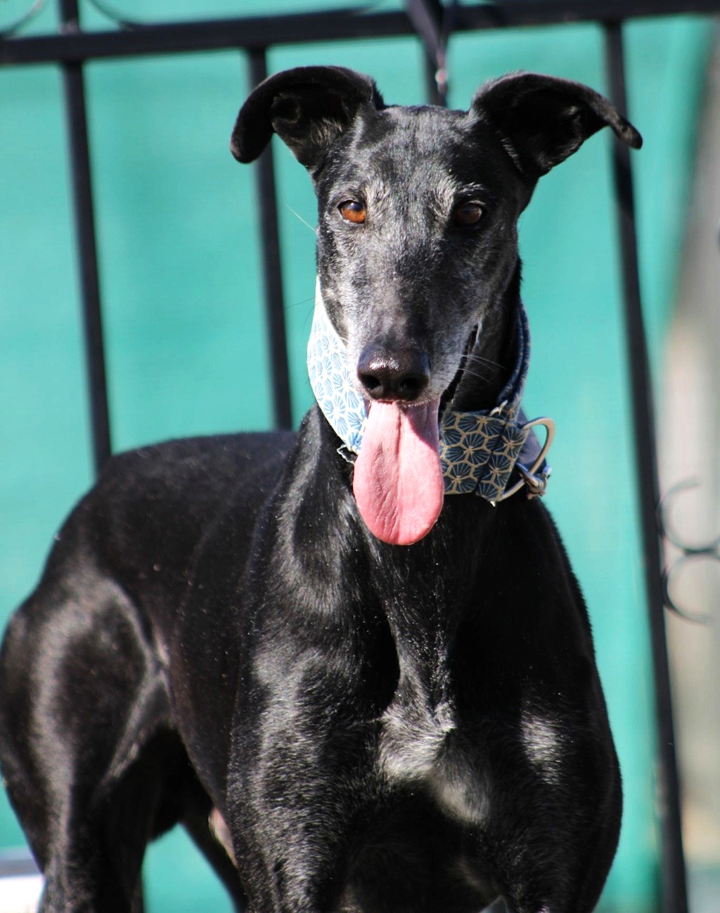 BRAD, un joyeux et grand Galgo à la stature impressionnante
