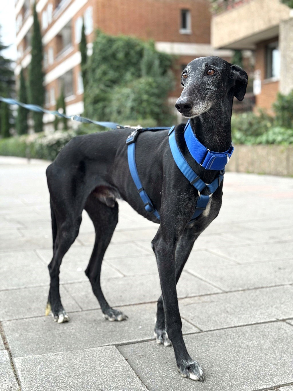 BRAD, un joyeux et grand Galgo à la stature impressionnante
