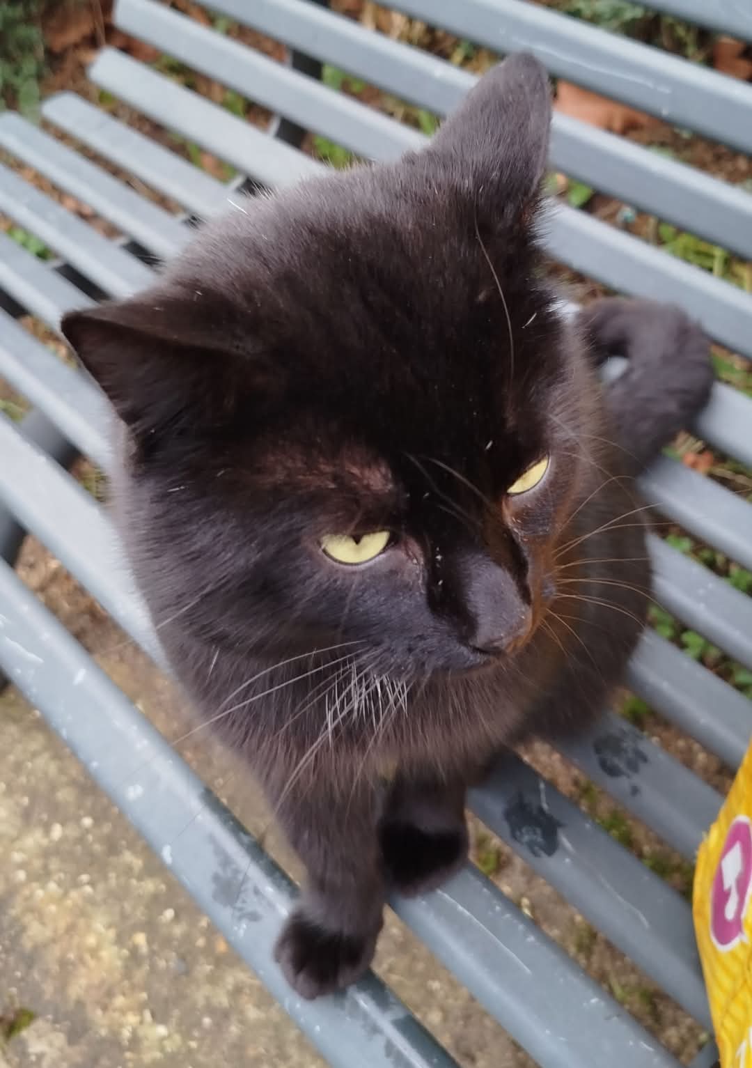 Blacky 