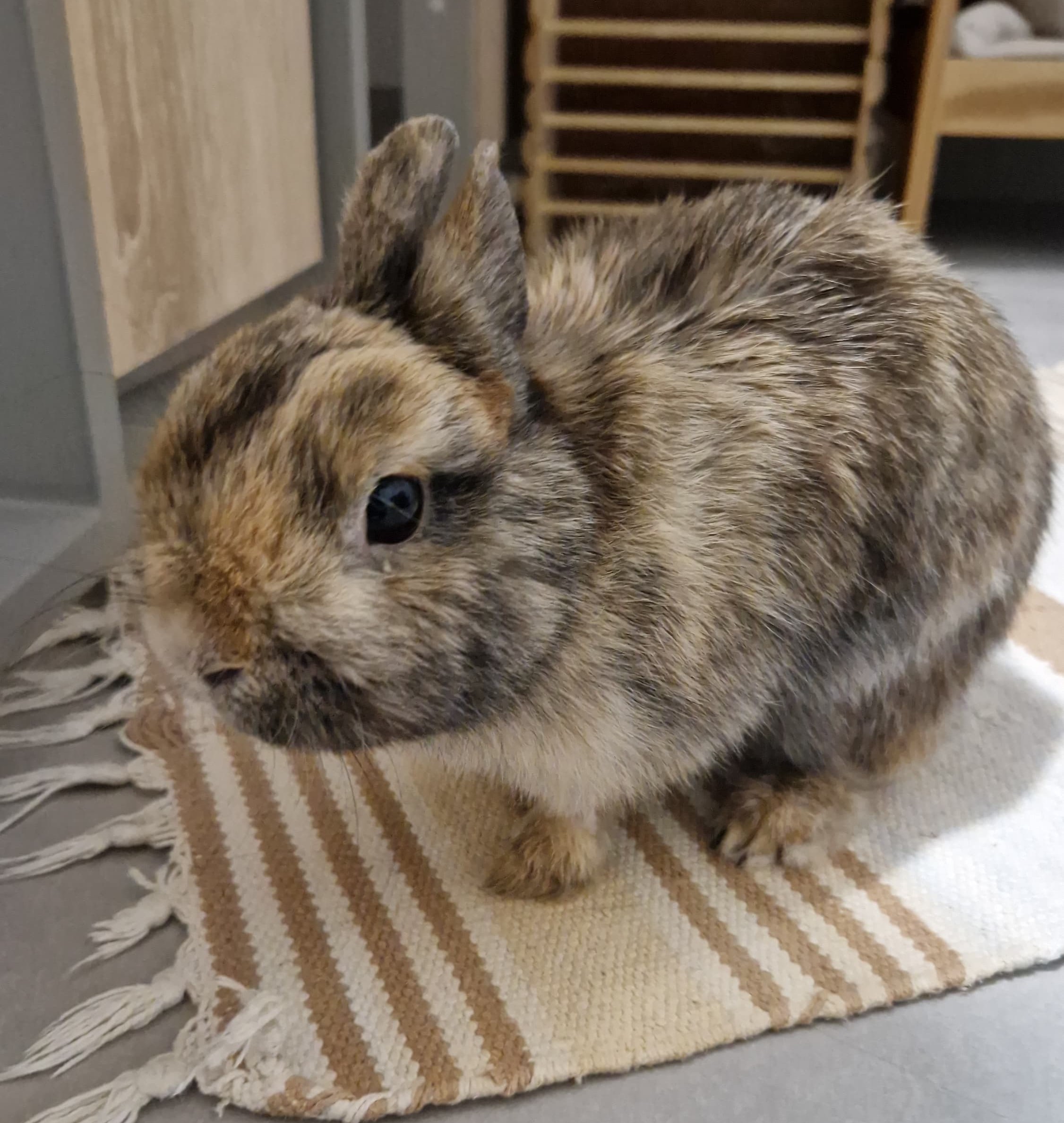 Aiko 