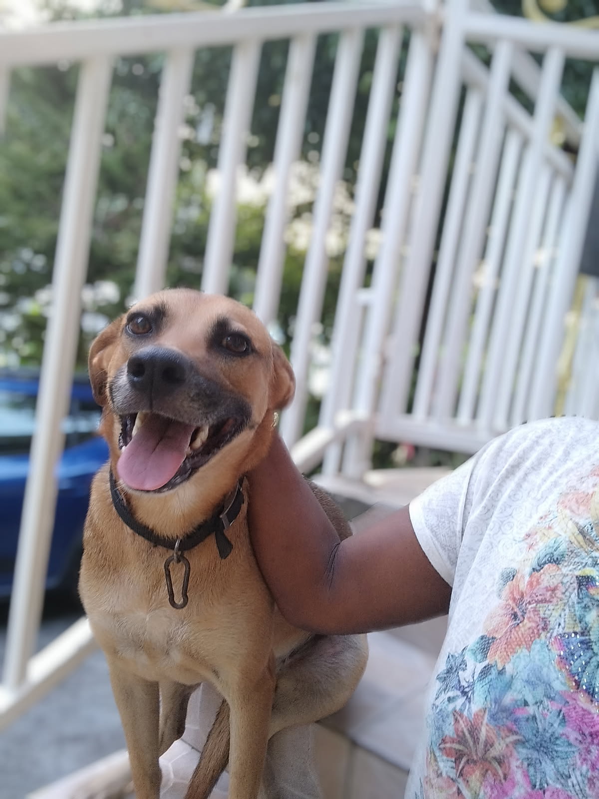 Fakir, chien femelle Croisée Créole NON-LOF