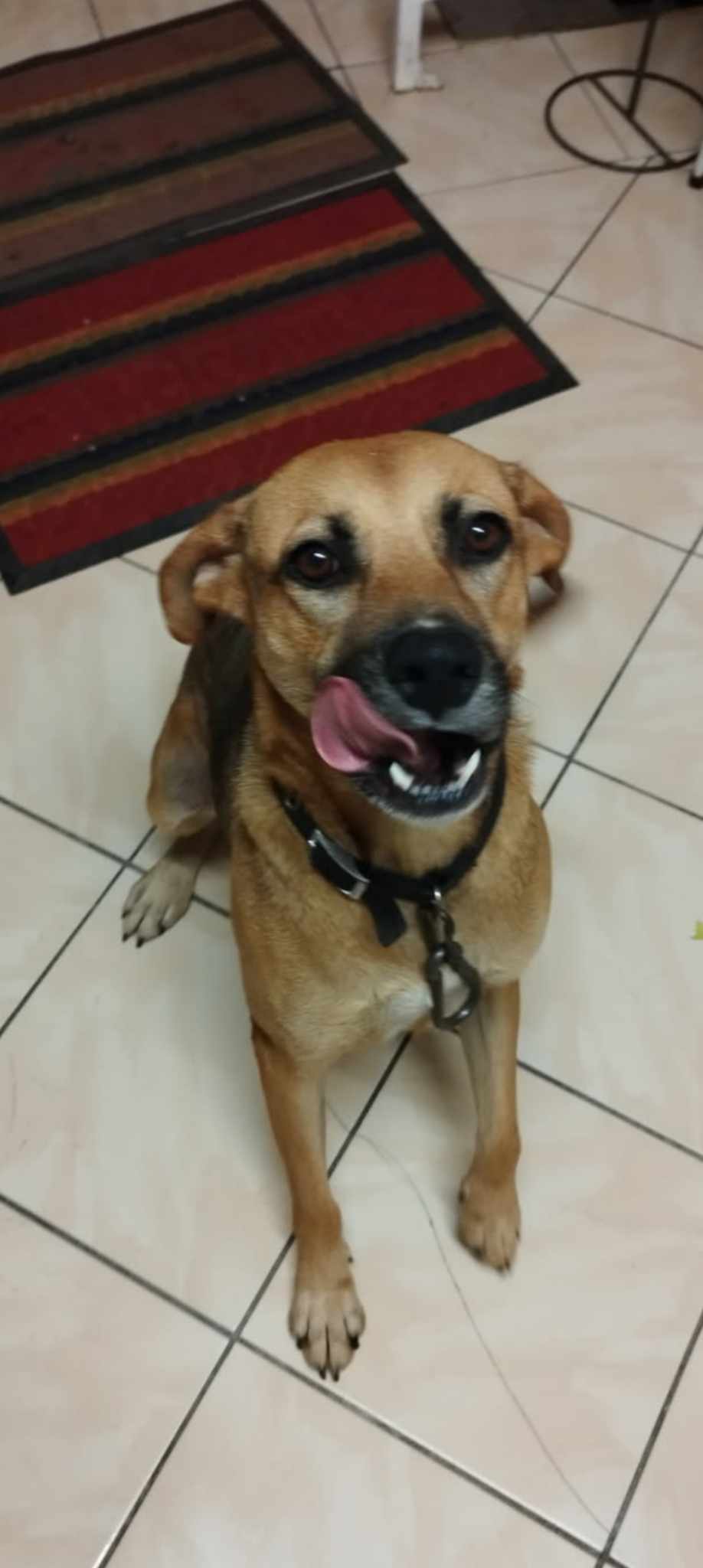 Fakir, chien femelle Croisée Créole NON-LOF