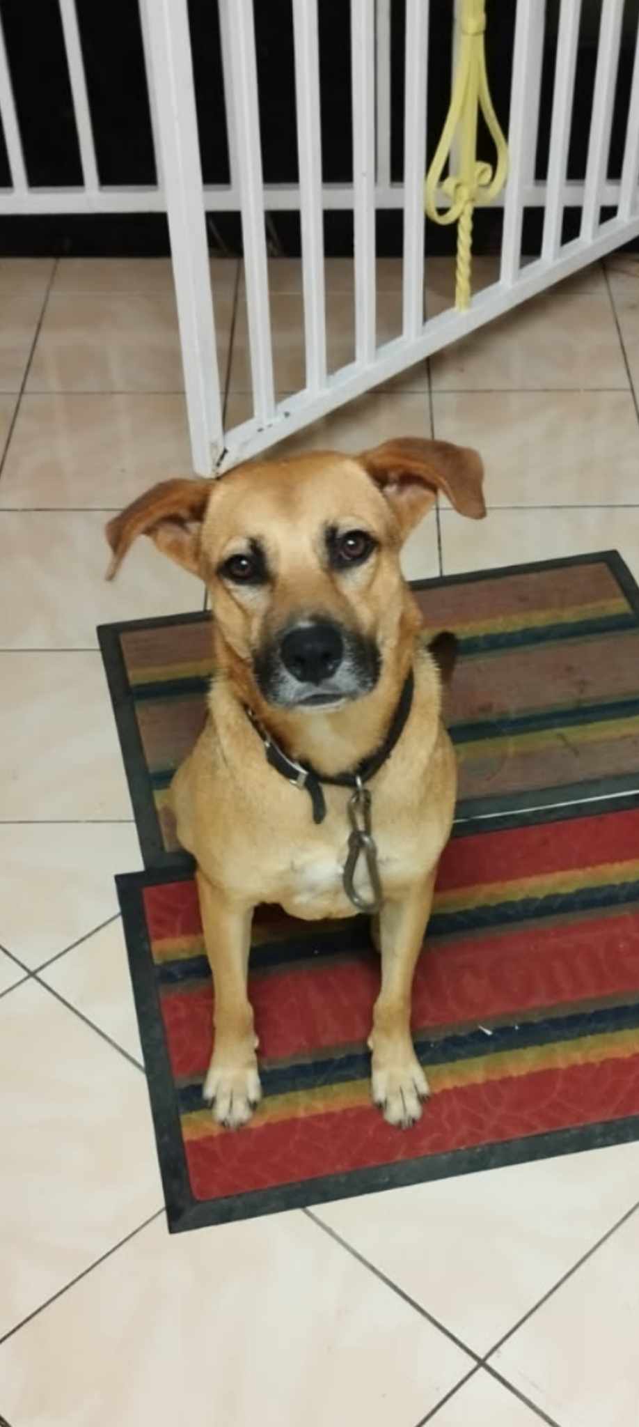 Fakir, chien femelle Croisée Créole NON-LOF
