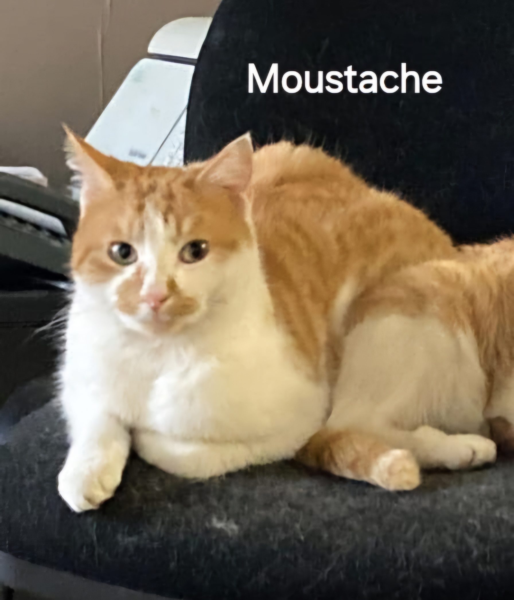 Moustache