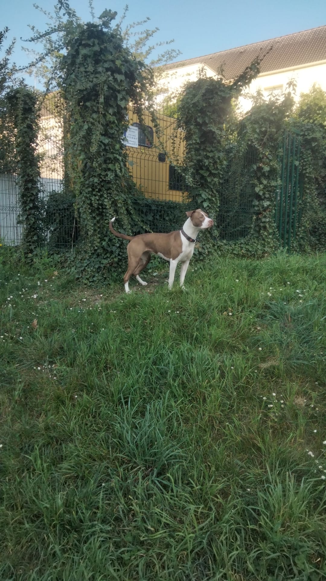 Alpha