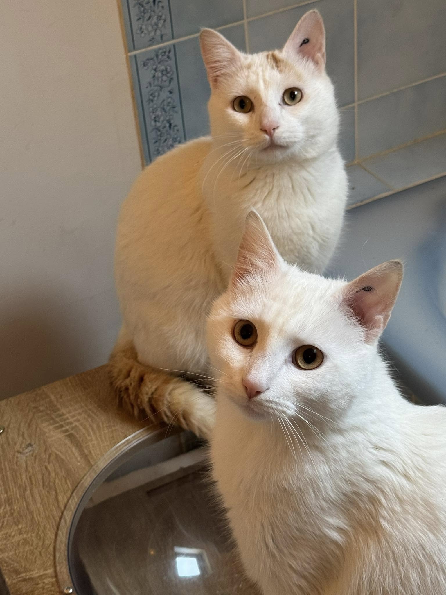 Arnold et Willy