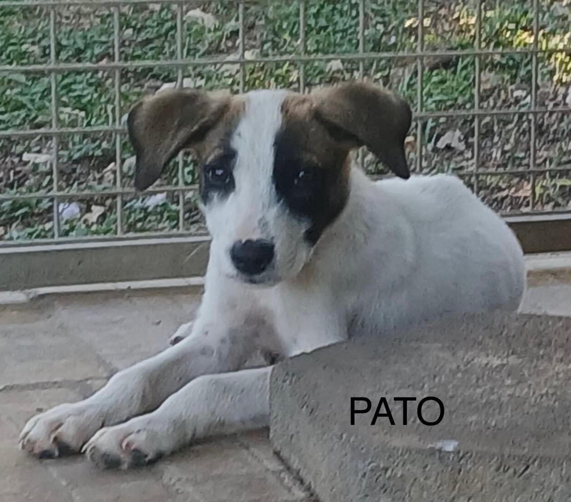 PATO