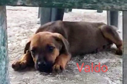 VALDO le frère et VOLGA la sœur 