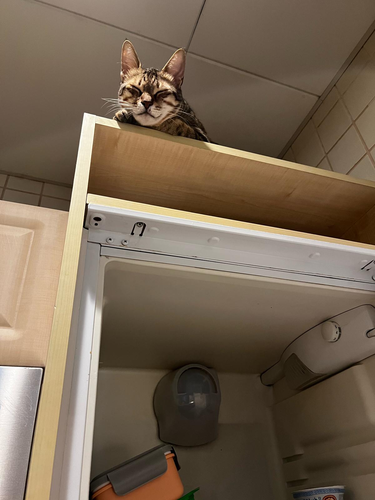 Simba chat mâle 