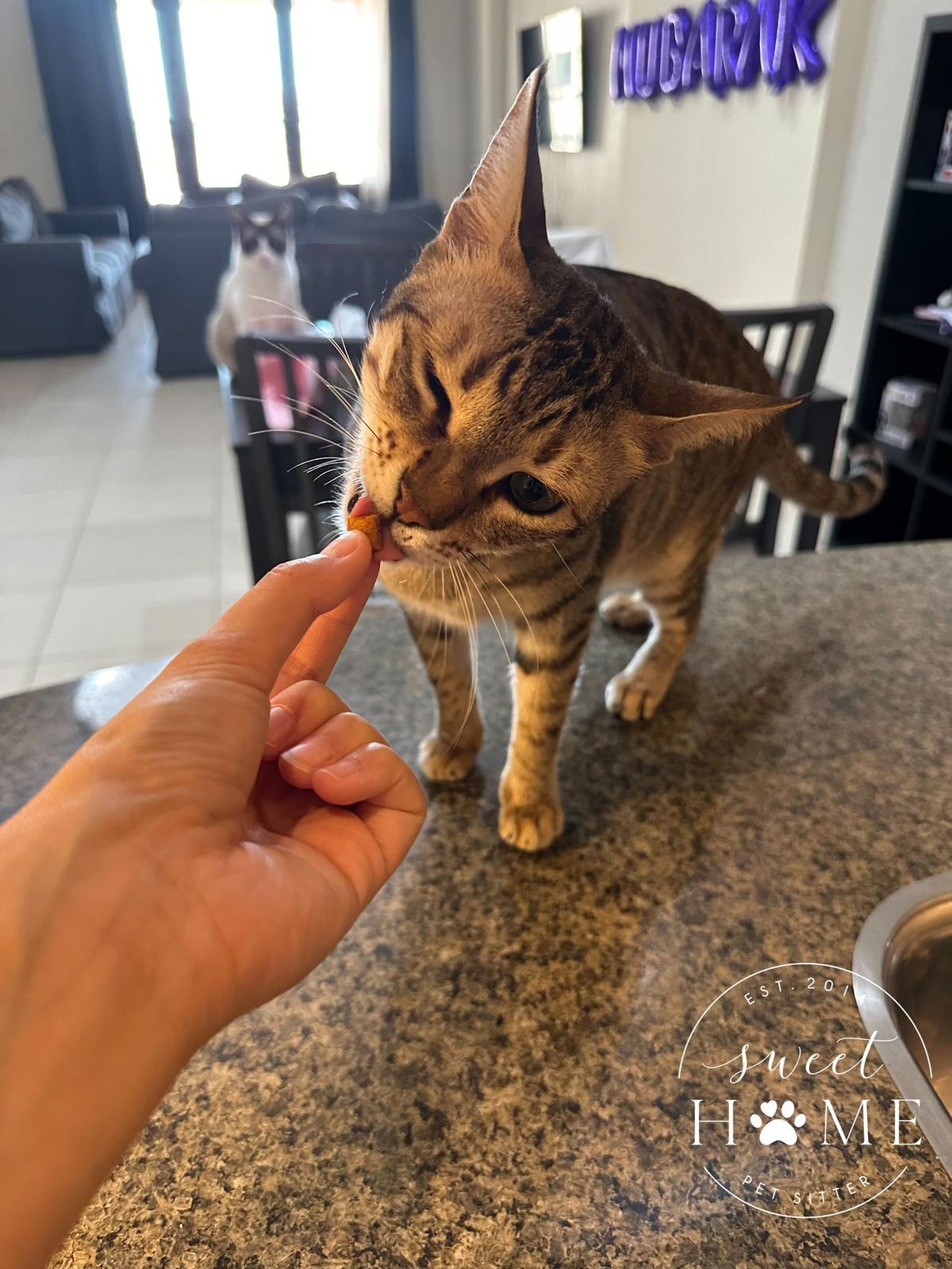 Simba chat mâle 