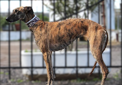PELOTA, la Galga idéale pour une famille