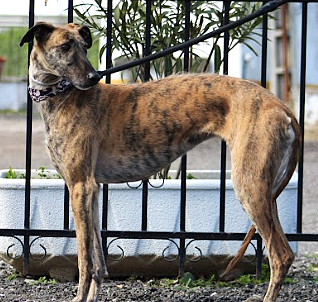 PELOTA, la Galga idéale pour une famille