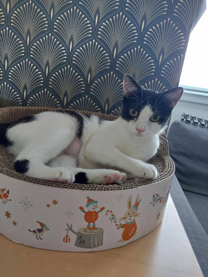 Zaya