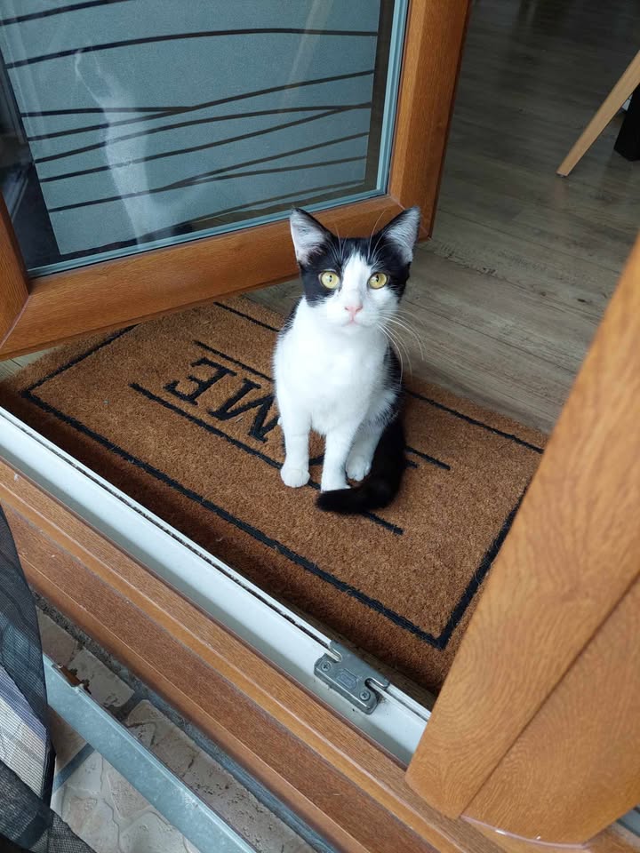 Zaya
