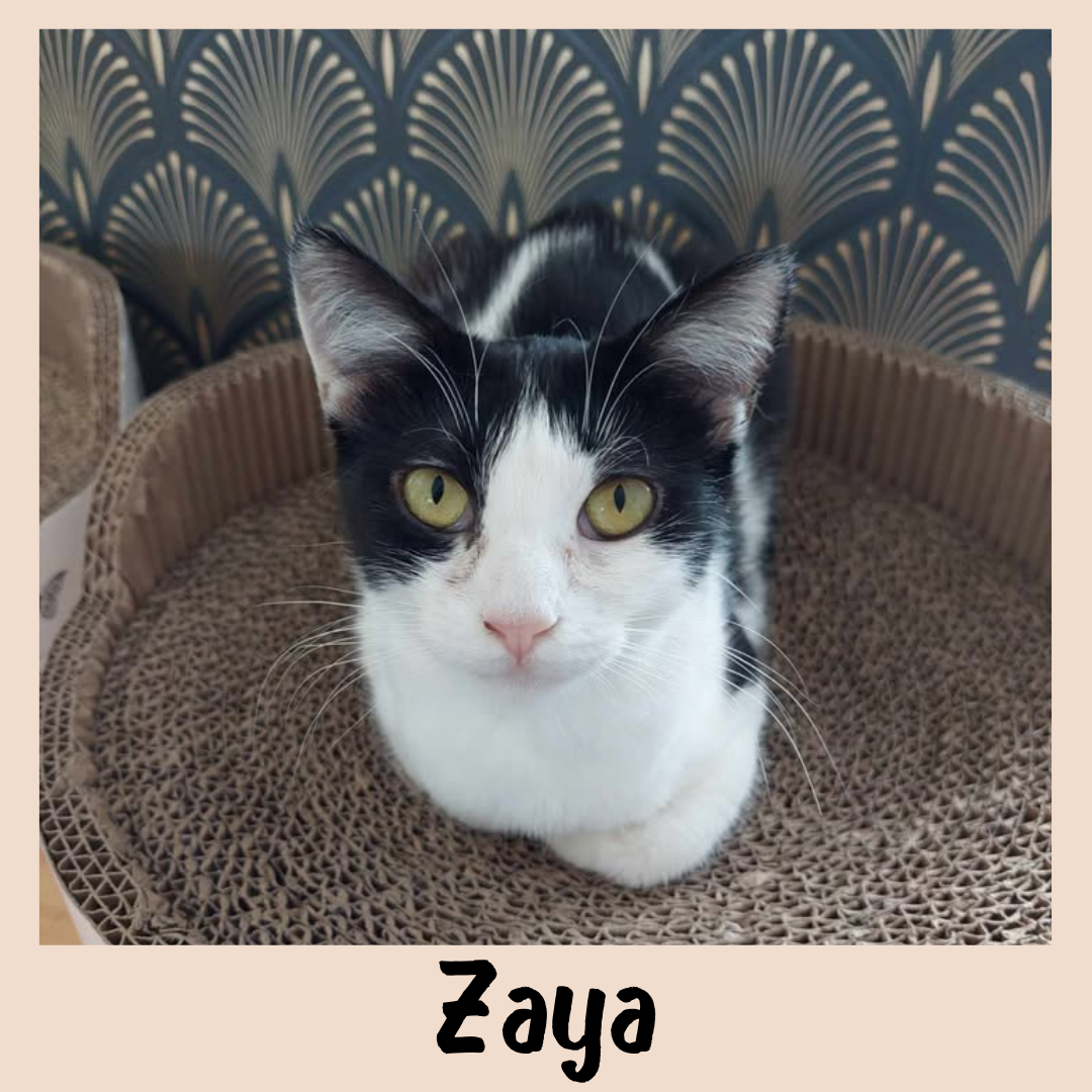 Zaya